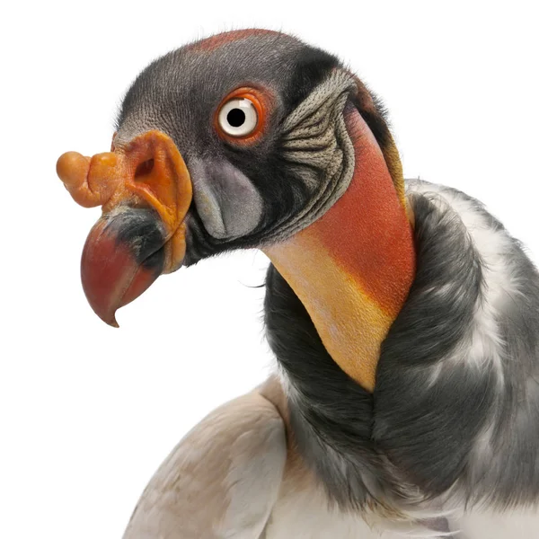 Close-up of King Vulture, Sarcoramphus papa, 10 years old, in fr — Stock Photo, Image