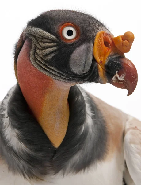 Jaar Oud Koningsgier Sarcoramphus Papa — Stockfoto