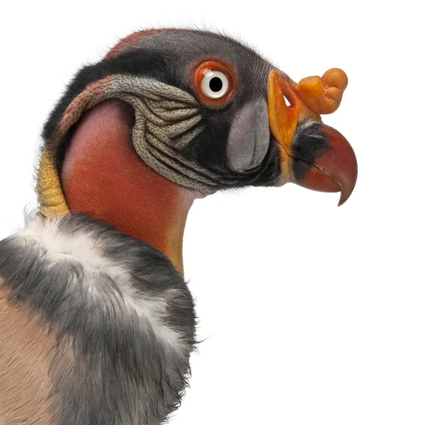 Close-up of King Vulture, Sarcoramphus papa, 10 years old, in fr — Stock Photo, Image