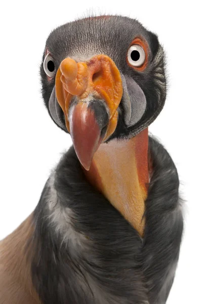 Close-up of King Vulture, Sarcoramphus papa, 10 years old, in fr — Stock Photo, Image