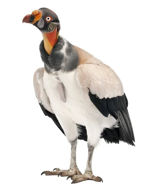 King Vulture, Sarcoramphus pappa, 10 år, framför vita — Stockfoto