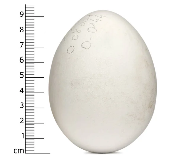 Egg of Griffon Vulture with measurements, Gyps fulvus, in front — Stock Photo, Image