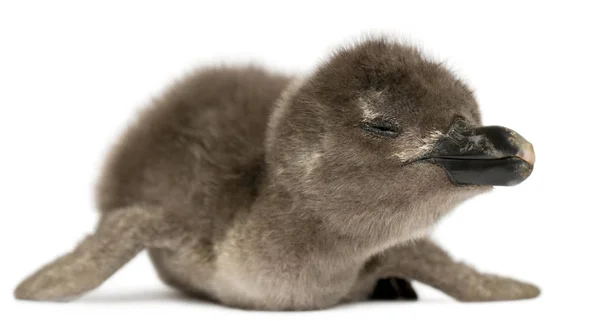 Young African Penguin, Spheniscus demersus, 40 hours old, in fro — Stock Photo, Image