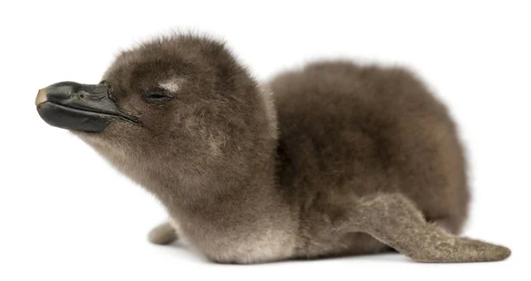 Young African Penguin, Spheniscus demersus, 40 hours old, in fro — Stock Photo, Image