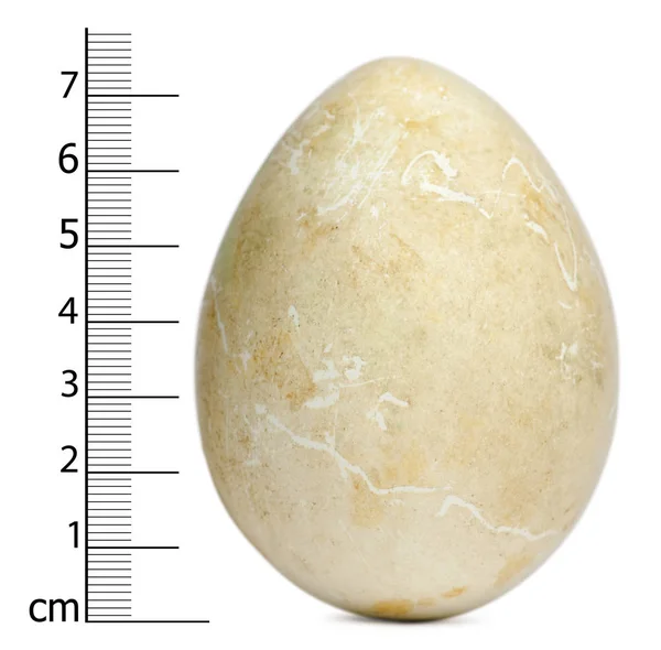 Egg of African Penguin with measurements, Spheniscus demersus, i — Stock Photo, Image