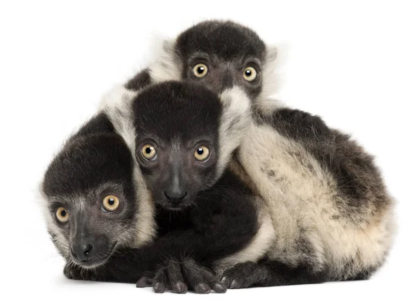 Genç siyah beyaz lemurlar, Varecia variegata subcincta — Stok fotoğraf