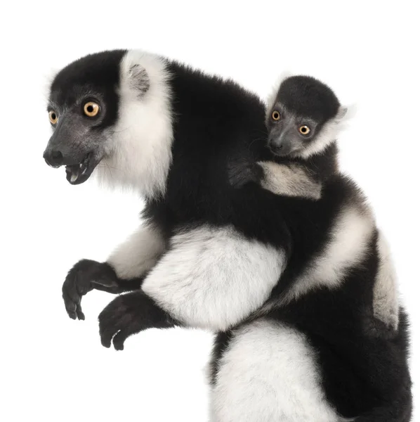 Mor och barn Svartvitt rufsig lemur, Varecia variegata — Stockfoto