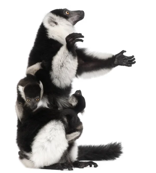 Mère et bébé Lémuriens à volants noirs et blancs, Varecia variegata — Photo