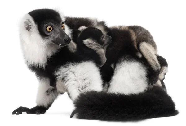 Anne ve bebek siyah-beyaz yakut lemur, Varecia variegata — Stok fotoğraf