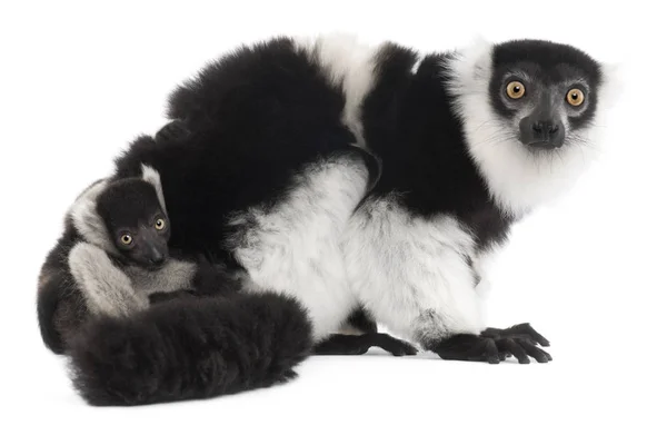 Matka a miminko Černobílý načechraný lemur, Varecia variegata — Stock fotografie
