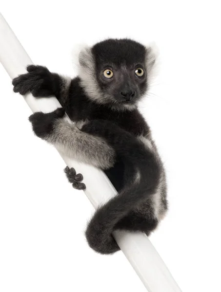 Młody czarno-biały lemur rudy, Varecia variegata subcincta, — Zdjęcie stockowe