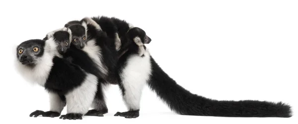 Mère et bébé Lémuriens à volants noirs et blancs, Varecia variegata — Photo