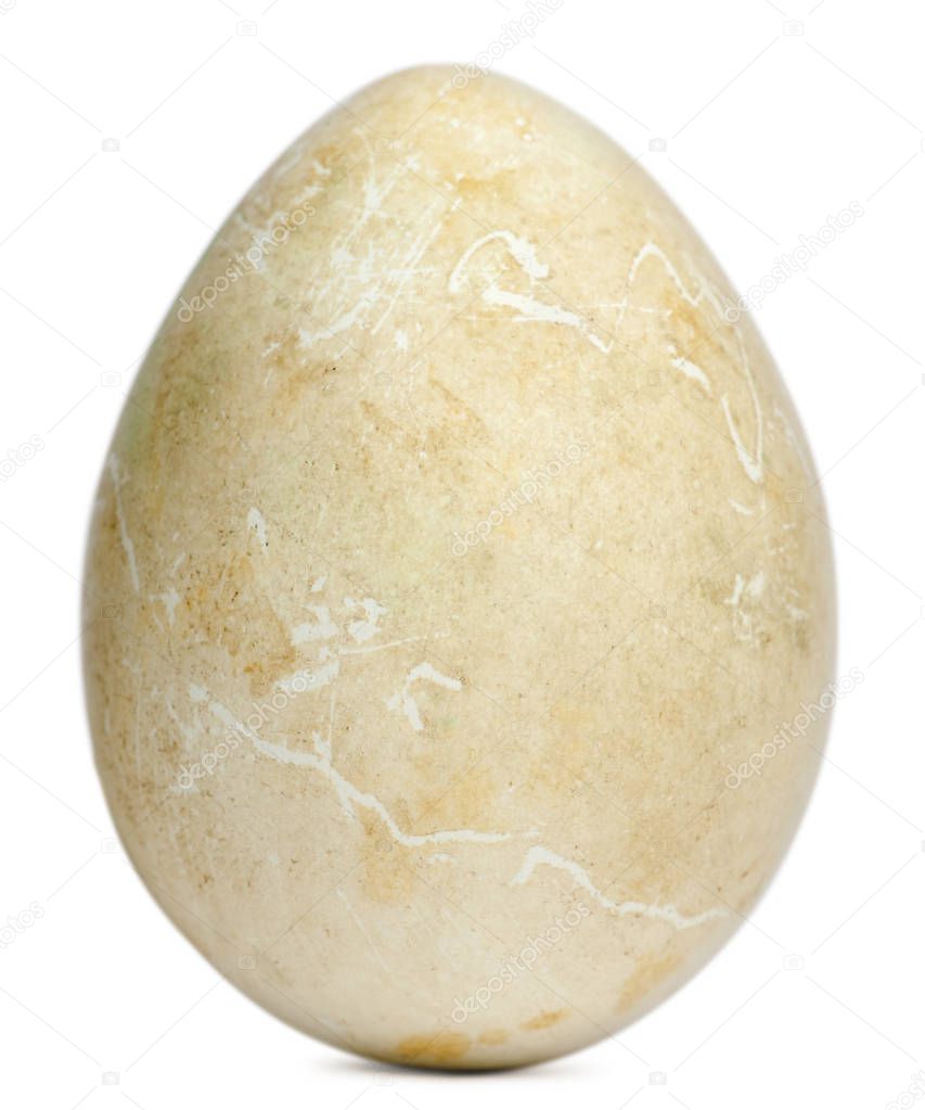 Egg of African Penguin, Spheniscus demersus, in front of white b