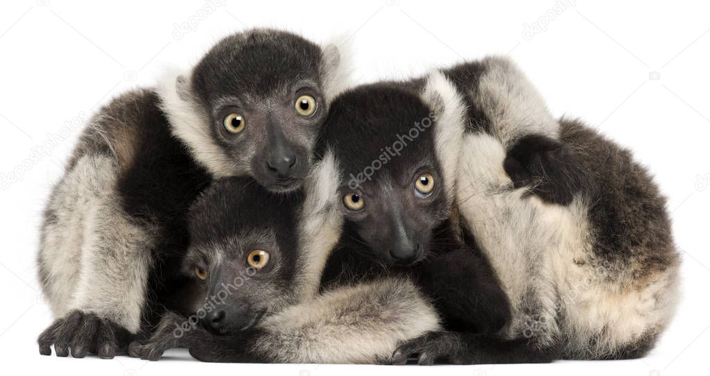 Young Black-and-white ruffed lemurs, Varecia variegata subcincta