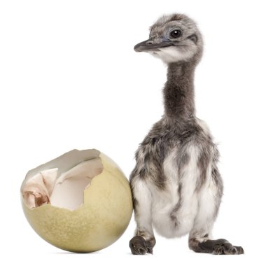 Darwin 'in yumurtadan çıkan Rhea' sı, Rhea pennata, diğer adıyla 