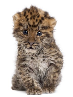 Amur leopar yavrusu, Panthera pardus orientalis, 6 haftalık.