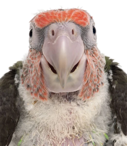 Close-up of Brown-headed Parrot, Poicephalus cryptoxanthus, 2 mo — Stock Photo, Image