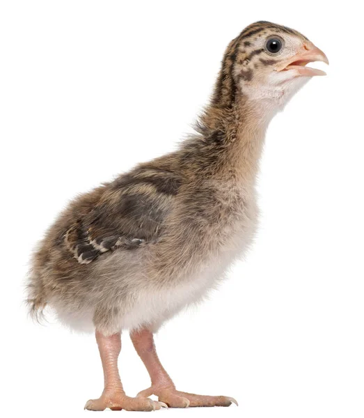 Guineafowl, 15 days old, standing in front of white background — Stock Photo, Image