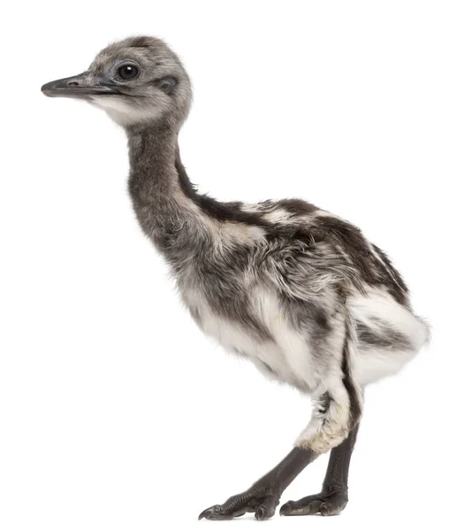 Darwin's Rhea, Rhea pennata, also known as the Lesser Rhea, 1 we — Stock Photo, Image