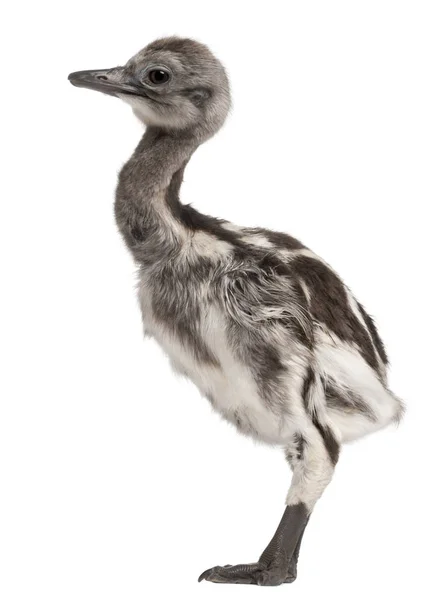 Darwin's Rhea, Rhea pennata, also known as the Lesser Rhea, 1 we — Stock Photo, Image