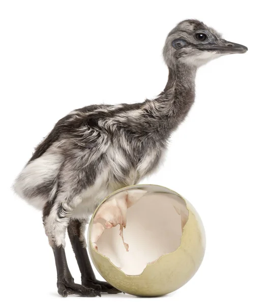 Darwins Rhea mit ausgebrütetem Ei, Rhea pennata, auch bekannt als die — Stockfoto