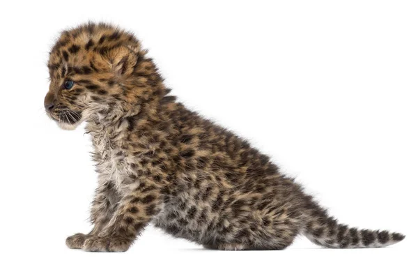 Cachorro leopardo Amur, Panthera pardus orientalis, 6 semanas, en fr — Foto de Stock