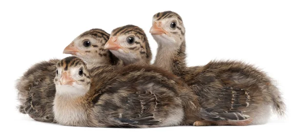 Four Guineafowl, 15 days old, in front of white background — Stock Image Four Guineafowl, 15 days old, in front of white background Stock Image