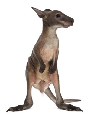 Wallaby, Macropus Robustus, 3 aylık, beyaz sırtın önünde.