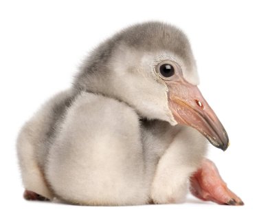 Büyük Flamingo, Phoenicopterus gülü, 4 günlük, önünde