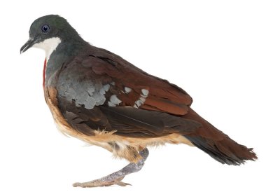 Mindanao Kanayan Kalp, Gallicolumba Crinigera, yetişkin, önde.