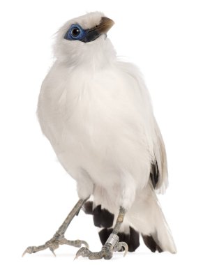 Rothschild 's Swift, Cypseloides Rothschildi, 5 yaşında.