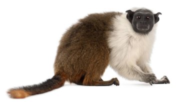 Pied tamarin, Saguinus bicolor, 4 yaşında, beyaz b 'nin önünde.