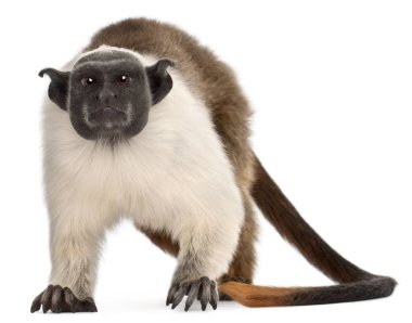 Pied tamarin, Saguinus bicolor, 4 yaşında, beyaz b 'nin önünde.