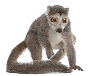 Taç giymiş lemur, Eulemur Coronatus, 2 yaşında, beyazın önünde.