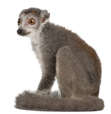Crowned lemur, Eulemur coronatus, 2 years old, in front of white clipart