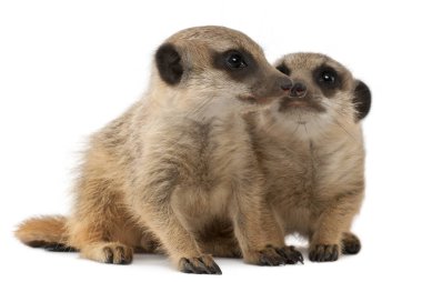 Meerkat veya Suricate, Suricata suricatta, anne ve bebeği, in