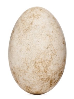 Egg of Madagascar Ibis also known as the Madagascar Crested Ibis clipart