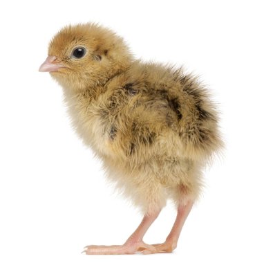 Japon bıldırcın, Coturnix bıldırcın, Coturnix japonica olarak da bilinir.,