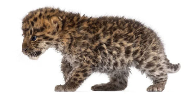 Amur leopard cub walking, Panthera pardus orientalis, 6 weeks ol — стоковое фото