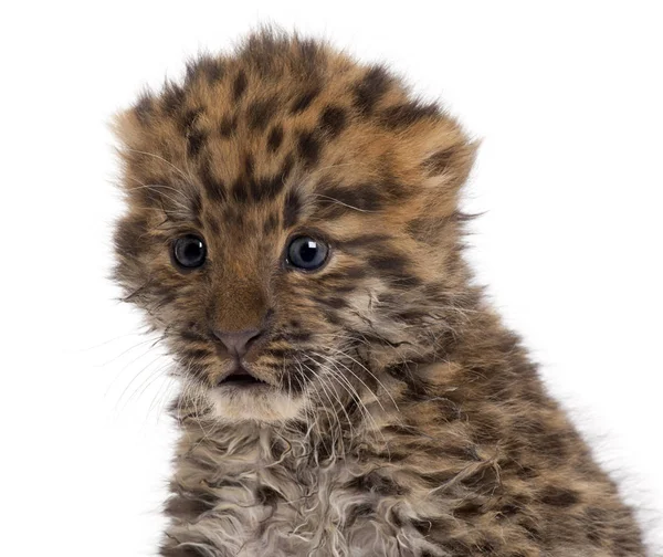 Amur leopard cub, Panthera pardus orientalis, 6 weeks old, in fr — Stock Photo, Image