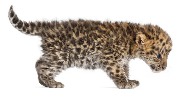 Amur leopard mládě chůze, Panthera pardus orientalis, 6 týdnů ol — Stock fotografie
