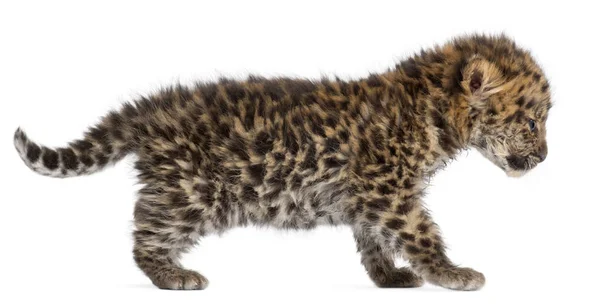 Cachorro leopardo Amur caminando, Panthera pardus orientalis, 6 semanas ol — Foto de Stock