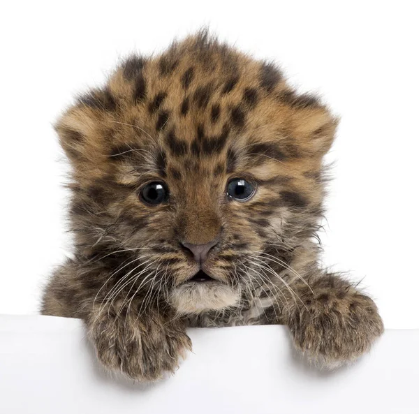 Primo piano del cucciolo di leopardo di Amur, Panthera pardus orientalis, 6 settimane — Foto Stock
