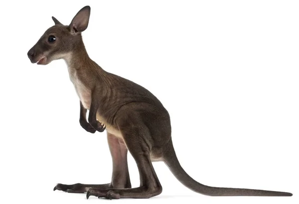 Wallaby, Macropus robustus, 3 hónapos, fehér hát előtt — Stock Fotó