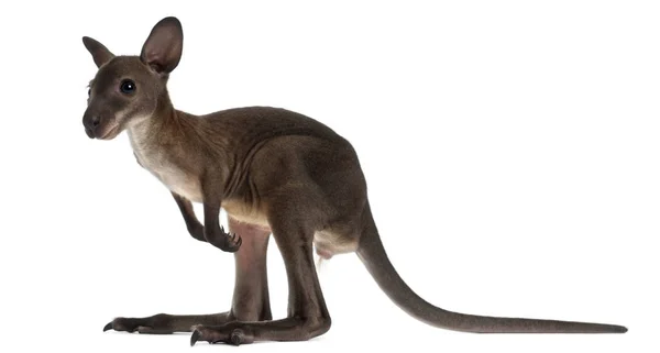 Wallaby, Macropus robustus, 3 miesiące, przed białymi plecami — Zdjęcie stockowe