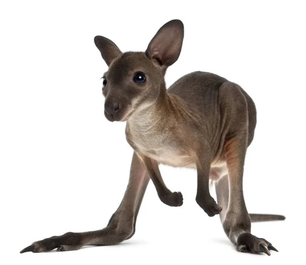 Wallaby, Macropus robustus, 3 hónapos, fehér hát előtt — Stock Fotó