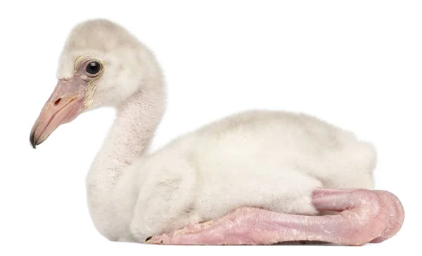 Greater Flamingo, Phoenicopterus roseus, 14 days old, in front o — Stock Photo, Image