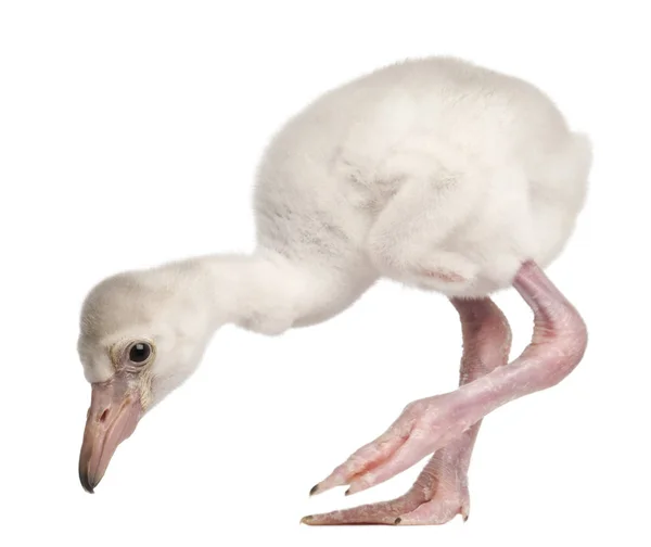 Greater Flamingo, Phoenicopterus roseus, 14 days old, in front o — Stock Photo, Image