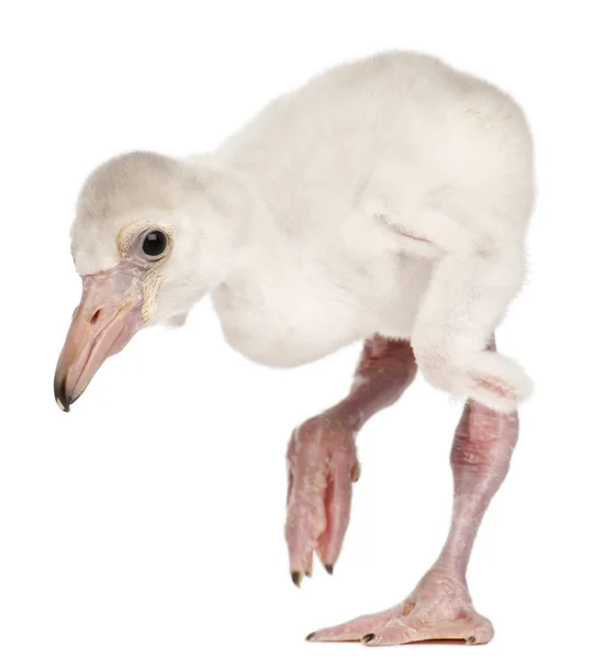 Grote Flamingo, Phoenicopterus roseus, 14 dagen oud, voor de deur — Stockfoto