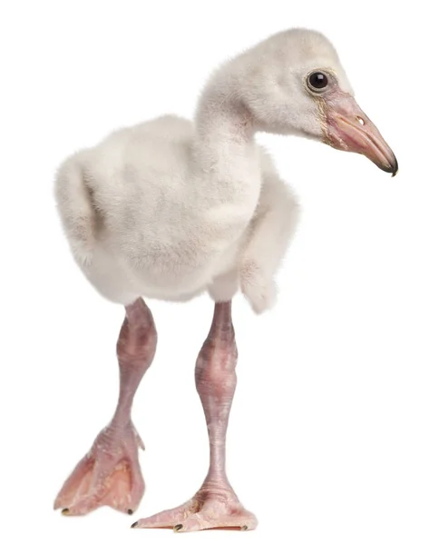 Flamingo większe, Fenicopterus roseus, 14 dni, przed o — Zdjęcie stockowe